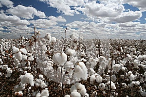 Cotton field