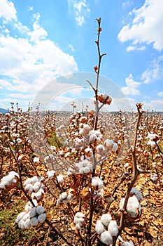 Cotton field background