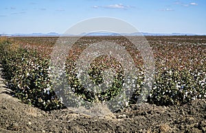 cotton field, cotton ready for harvest