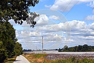 Cotton Field and Curving Country Lane