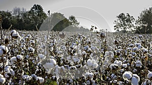 Cotton field in early morning