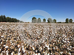 Cotton Field Farm