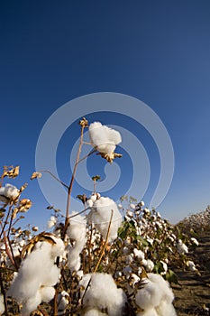 Cotton Field at Harvest