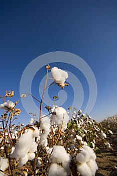 Cotton Field at Harvest