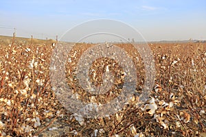 Cotton field in Jimsar county, adobe rgb