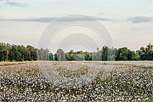 Cotton Field.