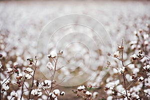 Cotton Field in Oakey