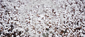 Cotton field in Oakey