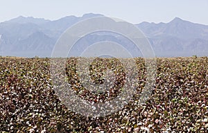 Cotton field. Omo Valley. Ethiopia.