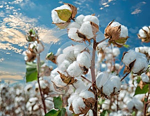 Cotton field plantation against a blue sky. Generated with AI