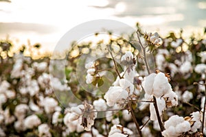 Cotton field plantation texture background