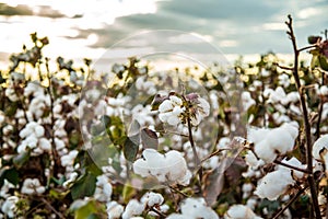 Cotton field plantation texture background