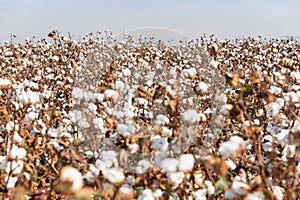 Cotton field ready for harvesting