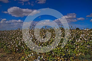 A cotton field ready to pick Kibbutz Ein Shemer Israel