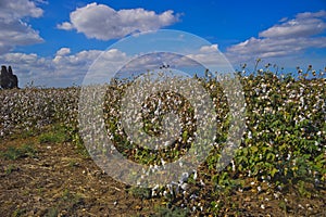 A cotton field ready to pick Kibbutz Ein Shemer Israel