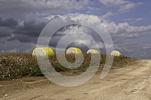 A cotton field with rolls of harvested cotton and a country road against a stormy sky with clouds.