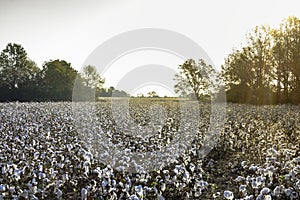 Cotton field at sunrise