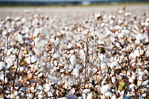 Cotton Field in Texas with Blue Sky