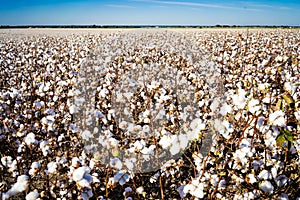 Cotton Field in Texas with Blue Sky
