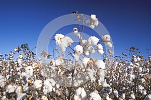Cotton field in Tucson, AZ
