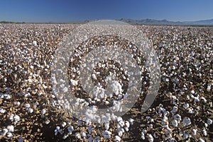 Cotton field in Tucson, AZ