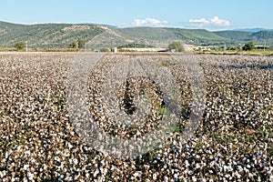 Cotton field in Turkey