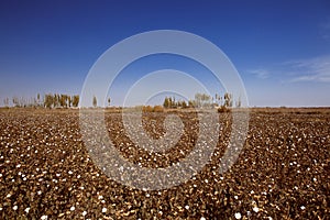 Cotton field in xinjiang