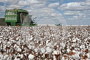 Cotton fields