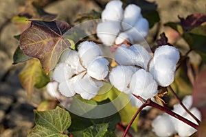 Cotton fields ready for harvesting, agriculture