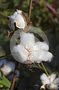 Cotton fields ready for harvesting, agriculture