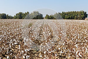 Cotton fields white with ripe cotton ready for harvesting