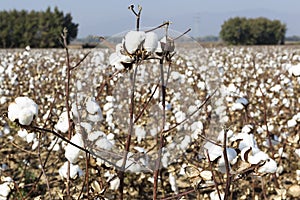 Cotton fields white with ripe cotton ready for harvesting