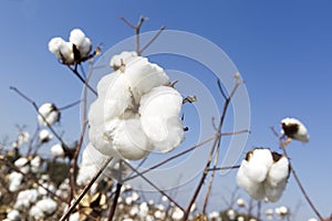 Cotton fields white with ripe cotton ready for harvesting