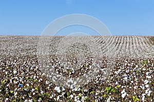 Cotton fields white with ripe cotton ready for harvesting