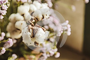 Cotton flower