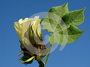 Cotton flower photo