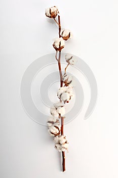 Cotton flower