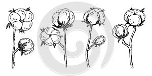 Cotton flower, Bavovna floral branch,fiber of plant origin. Hand-drawn sketch style. Symbol of Ukraine\'s military success