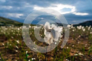 Cotton flower in a cotton field in the mountains during daytime. Cloudy with sunburst in the background. Warm colors