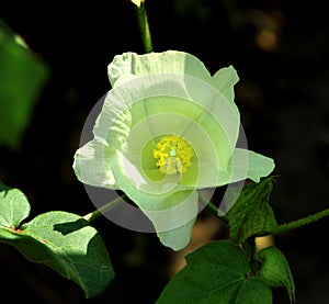 Cotton Flower Gossypium