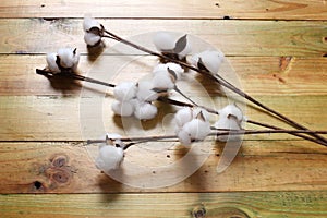 Cotton Flowers