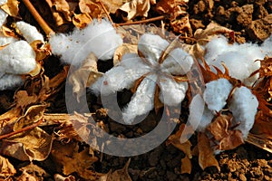 Cotton flowers