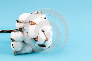 Cotton flowers on blue background. The concept of softness