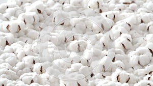 Cotton flowers bouncing. Organic white cotton flowers bounce up and down