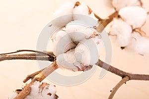 Cotton flowers on a branch On a wooden background
