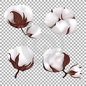 Cotton flowers isolated. Vector illustrtion.