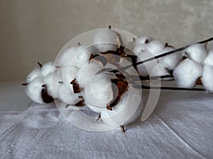 cotton flowers lie white on the tablecloth on a light background