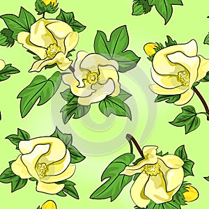 Cotton flowers seamless texture