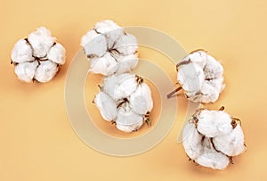 Cotton flowers on soft brown background. Flower composition with delicate cotton flowers