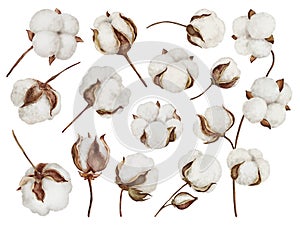 Cotton flowers in watercolor style isolated on white background.